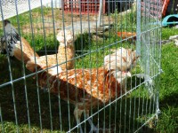 /album/plume-blanche-41/animaux-017-jpg/
